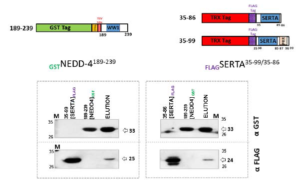 GST tagged NEDD4-1WW1 단백질과 His-FLAG tagged p3435-99/35-86 단백질을 이용한 GST-Pull down assay. NEDD4-1WW1 단백질은 p34 단백질의 SERTA35-86 부분에 결합함
