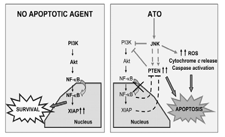 세포 내 PTEN의 tumor suppressor의 기능 (Clinical Cancer Research, 2008)