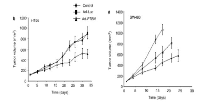 대장암 세포주 유래 동물 모델에서 PTEN 과발현에 따른 종양 성장 억제 확인