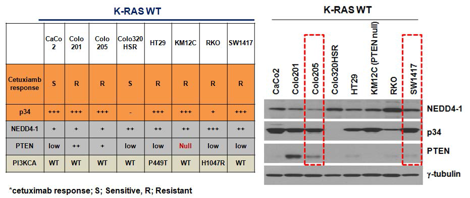 K-RAS WT세포주의 Erbitux 반응성 여부 및 p34, NEDD4-1, PTEN 발현 확인