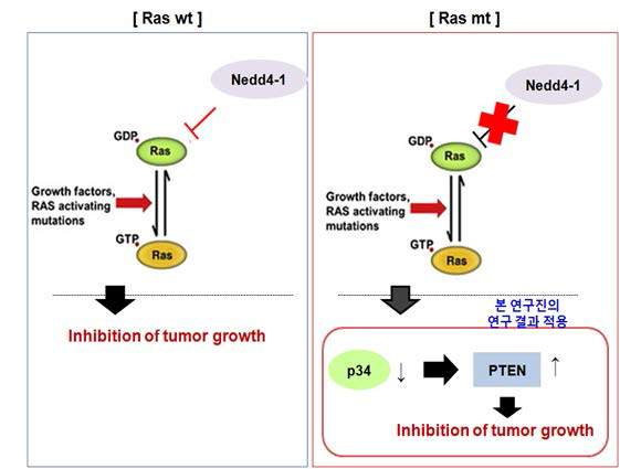 RAS와 NEDD4-1과의 연관성 및 본 과제의 연구 목적