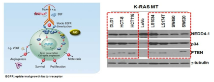 K-RAS mutant 대장암 환자에서 새로운 항암 타깃인 p34와 NEDD4-1