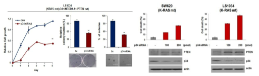 K-RAS mutant 대장암에서 p34 저해에 의한 PTEN 재활성화를 통한 새로운 치료 전략