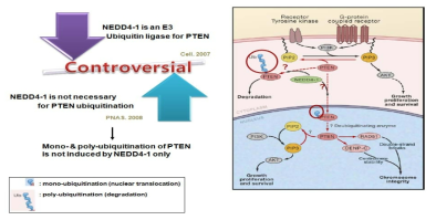 PTEN 단백질 분해 인자 NEDD4-1