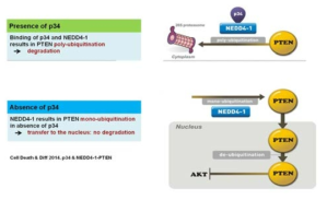p34와 NEDD4-1에 의한 PTEN의 재활성화 유도 기전