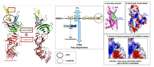 p34와 NEDD4-1 단백질의 binding mode 확인 및 저해제 개발 접근 방법 및 두 가지 단백질의 modeling 분석을 통한 저해제 screening