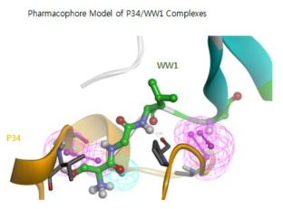 P34 domain과 WW1 domain 결합예측 부위