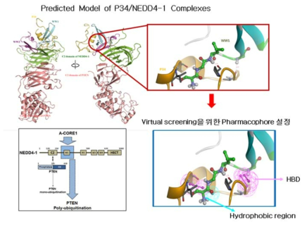 NEDD4-1 binding mode 확인 및 억제제 개발 접근 방법
