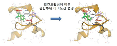 리간드 활성 바탕으로 한 NEDD4-1/p34 결합부위 구조 refine과정