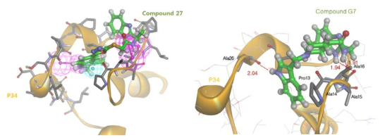 화합물 27 (G7)과 p34의 결합 모델