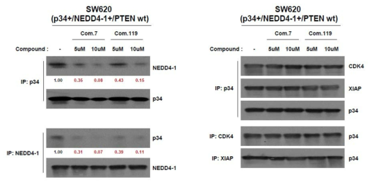 SW620세포주에서 p34PPI, #119의 off target effects 확인