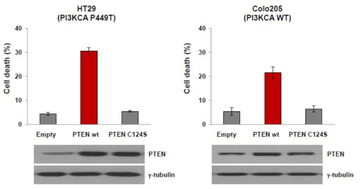 PI3K wt 혹은 mt 세포주에 PTEN과발현을 통한 세포 사멸 유도