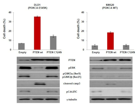 PI3K wt 혹은 mt 세포주에 PTEN과발현을 통한 세포 사멸 유도