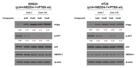 SW620과 HT29에서 약물처리에 따른 PTEN발현 유도