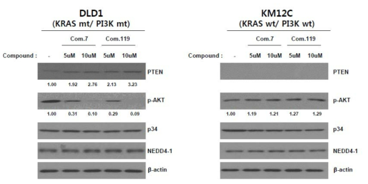 DLD-1과 KM12C에서 약물처리에 따른 PTEN발현 유도