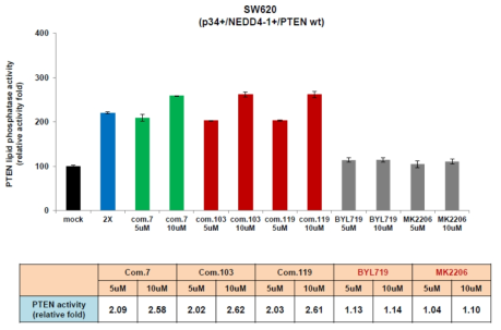 p34PPI, PI3K inhibitor, AKT inhibitor 처리 후 PTEN activity 확인