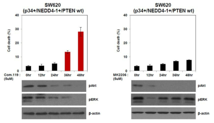 SW620 대장암 세포주에 p34PPI (#119), AKT inhibitor, PI3K inhibitor 처리 후 세포 사멸 유도 여부 확인