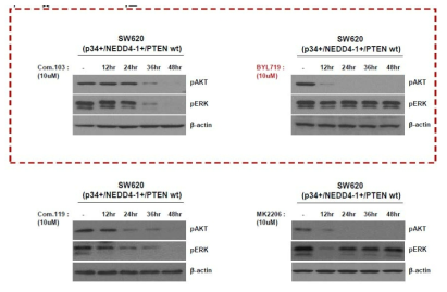 p34PPI, PI3K inhibitor, AKT inhibitor 처리 후 pAKT, pERK 발현 변화 비교 분석