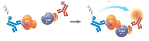 Illustration of an HTRF protein:protein interaction assay, using anti-GST terbium cryptate donor, anti-6His d2 acceptor, GST-tagged p34, and 6His-tagged NEDD4-1