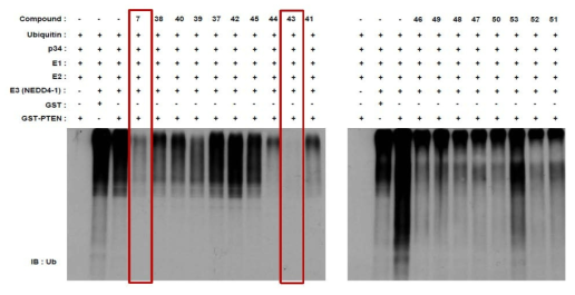 In vitro Ub assay를 통해 화합물에 대한 Ub 억제 효능 분석 (뒤페이지에 이어서)