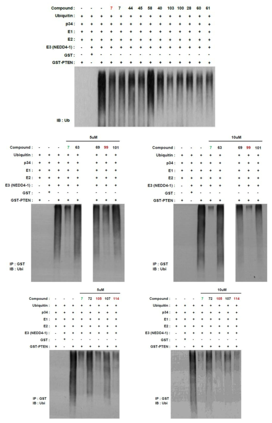 In vitro Ub assay를 통해 화합물에 대한 Ub 억제 효능 분석 (뒤페이지에 이어서)