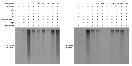 In vitro Ub assay를 통해 화합물에 대한 Ub 억제 효능 분석