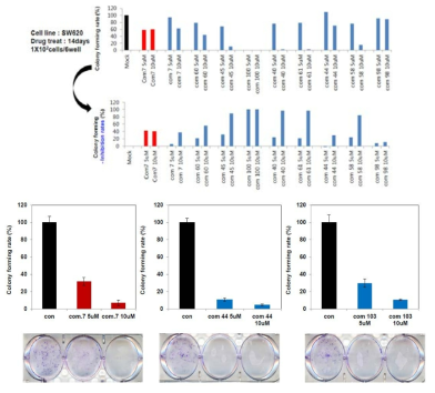 화합물 처리 후 colony forming assay를 통해 효능 분석