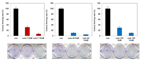 SW620 세포주에 #103, #44화합물 처리 후 colony forming assay를 통해 효능 분석
