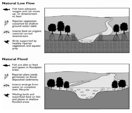 유량변동성에 의한 생태계 영향(Postel and Richter, 2007)
