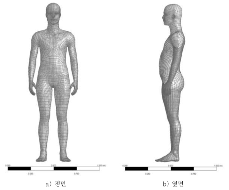 성인 3D 인체 모형