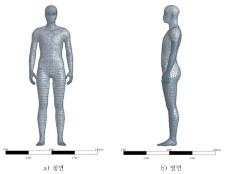 청소년 3D 인체 모형