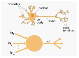 Artifical neural network와 신경세포의 구조