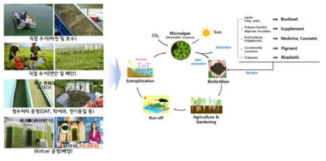 조류 회수와 비료·토양개량제의 선순환 체계