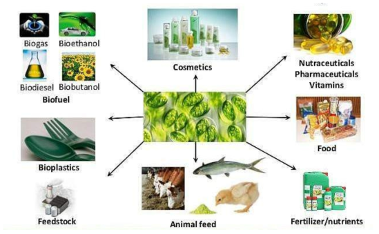 Algae의 활용성 (출처: https://solarisbiotechusa.com/photobioreactors-optimize-phototrophic-bioprocess)