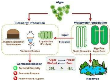 Algae의 biofuel 생산을 위한 과정. (출처: Nhat et al., 2018)