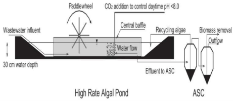 Pilot-scale 조류 생산 pond. (출처: Park et al., 2011)