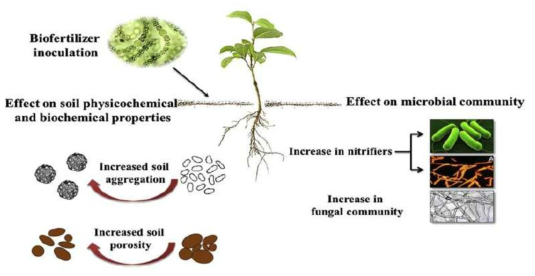 Effects of biofertilizers on physiological and biochemical properties of soil. (출처: Chatterjee, A. et al., 2017)