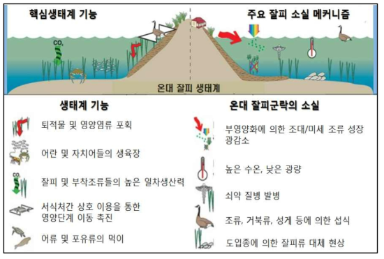 잘피의 생태계 기능과 잘피 소실 메커니즘(Orth et al., 2006)