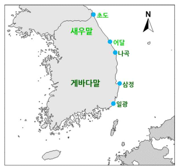 말잘피 조사장소. 새우말(초도, 어달)과 게바다말(나곡, 삼정, 일광)