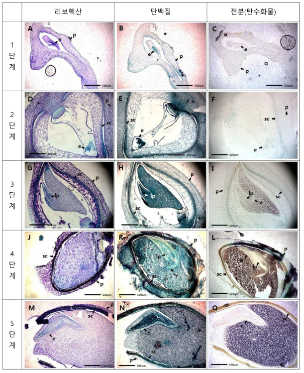화지성숙 단계에 따른 새우말의 열매 및 종자 내부의 성분 및 함량조사. A~C : 화지성숙 1단계 종자(e : 배, s : 종자, p : 과피), D~F : 화지성숙 2단계(sc : 종피, v : 관다발), G~I : 화지성숙 3단계(lp : 원기), J~L : 화지성숙 4단계, M~O : 화지성숙 5단계