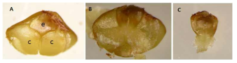 게바다말 열매의 내부형태. A : 과피를 제거한 모습(e:배, c:자엽), B: 자엽을 제거한 모습, C : 배 적출한 모습