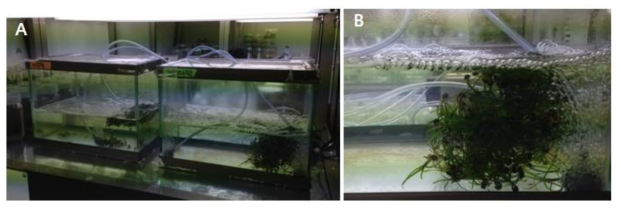 배양실에서 재배 중인 말잘피(A : 유식물 재배 전경, B : 게바다말 유식물)