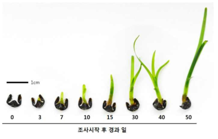 게바다말의 종자에서 유식물로 생장하는 과정