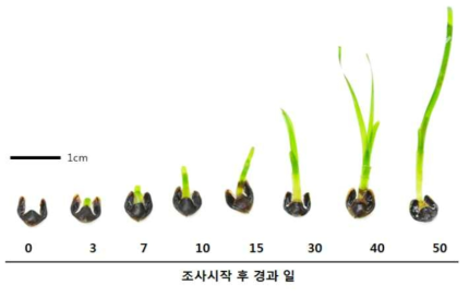 새우말의 종자에서 유식물로 생장하는 과정