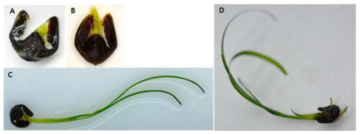 해부현미경관찰에 이용된 유식물의 게바다말. A : 신초 2mm 신장, B : 신초 3mm 신장, C : 신초 50mm 신장, D : 50mm 이상의 발근한 신초