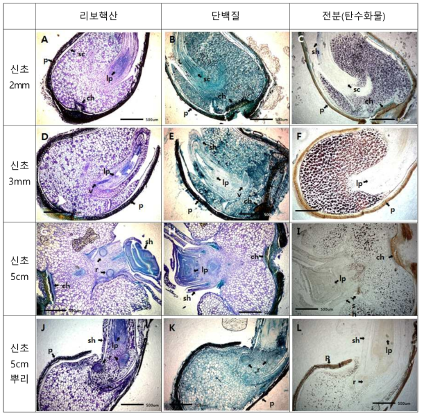 게바다말의 유식물체 크기에 따른 해부현미경사진. A~C : 신초 2mm(ch:합점, lp:생장점, sc:종피, sh:신초), D~F : 신초 3mm(v:관다발), G~I : 신초 50mm(r:뿌리), J~L : 50mm 이상의 발근한 신초