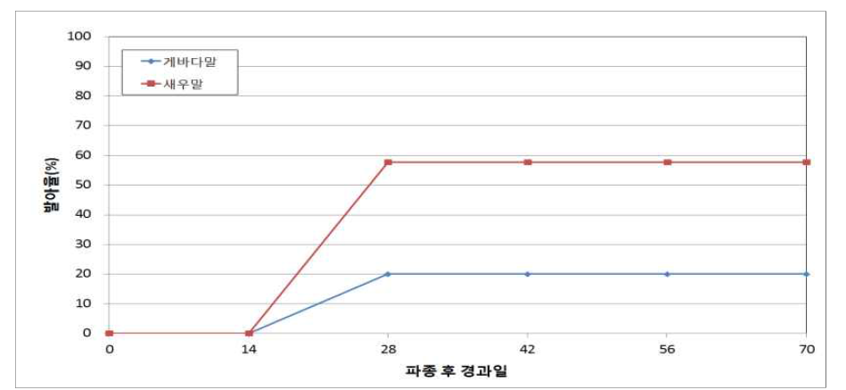 종자의 성숙도가 말잘피 종자의 발아율에 미치는 영향