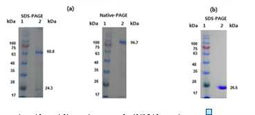 SDS–PAGE and Native-PAGE pattern of VBP blood plasma. Lane 1, molecular weight marker; Lane 2, vanadium binding protein
