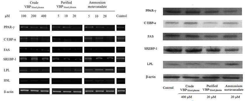 (a) Effects of VBPs and inorganic vanadium on the mRNA expression in 3T3-L1 maturing preadipocytes. (b) Effects of VBPs on the protein expression of adipocyte specific genes in maturing preadipocytes detected by Western blot