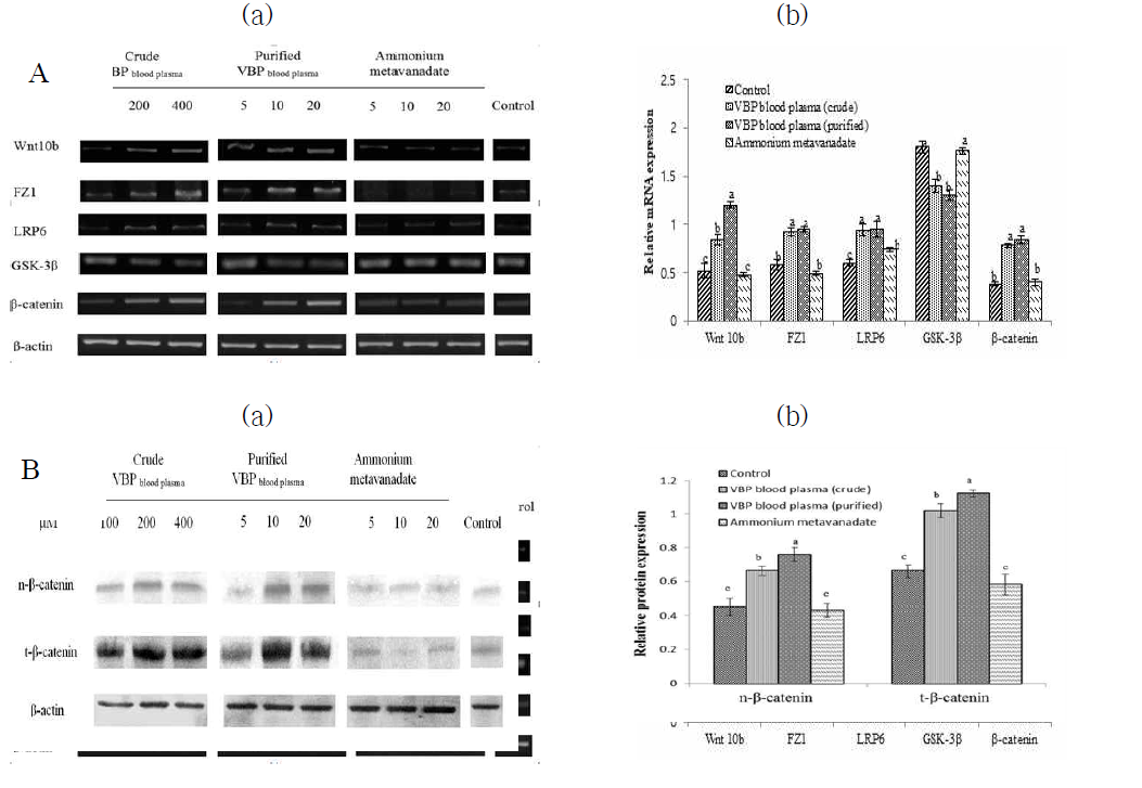 A(a) Effects of VBPs on WNT/β-catenin signaling-related mRNA expression detected by RT-PCR and (b) graphical representation of the relative mRNA expression. B(a) Effects of VBPs on the protein expression on WNT/β-catenin signaling-related gene expression in maturing preadipocytes detected by Western blot and (b) graphical representation of the relative protein expression. The different letters indicate a significant difference (p < 0.05) between the samples